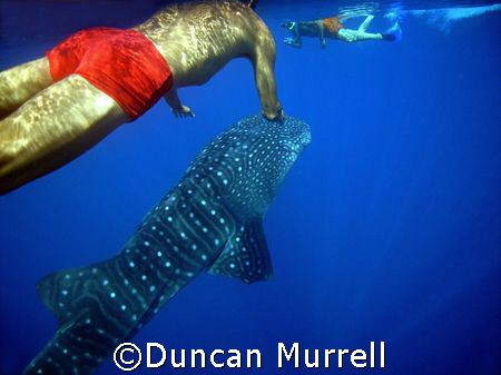 Snorkellers with surfacing whale shark, Puerto Princesa B... by Duncan Murrell 