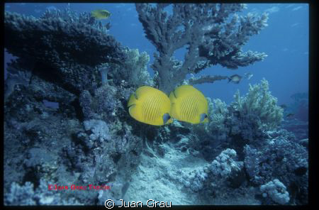 Yellow Butterflyes on the Red Sea by Juan Grau Tascón 
