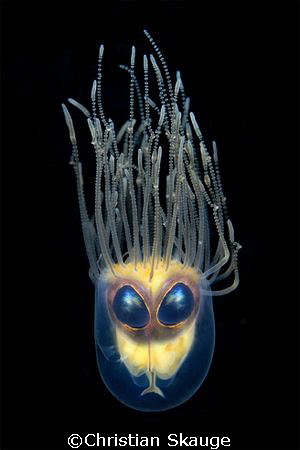 Alien... composition of a Gonionemus murbachii and the ey... by Christian Skauge 