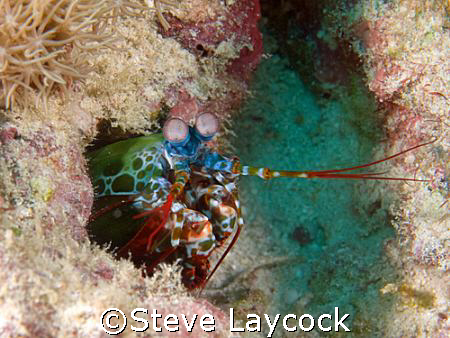 Mantis shrimp in the Maldives. Olympus e 330 and epoque s... by Steve Laycock 