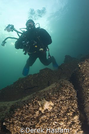 Mr T. With freshwater sponge. Stoney cove. D200, 10.5mm. by Derek Haslam 