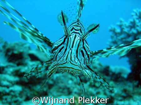 Lion Fish of the coast of Mombassa by Wijnand Plekker 