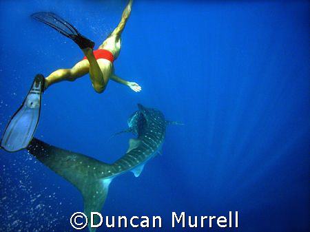 Whale shark ballet. Puerto Princesa Bay, Palawan, the Phi... by Duncan Murrell 