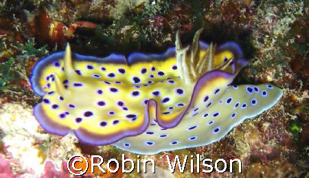 Kune's Chromodoris
Ribbon reef #10;Pixie Pinnacle by Robin Wilson 