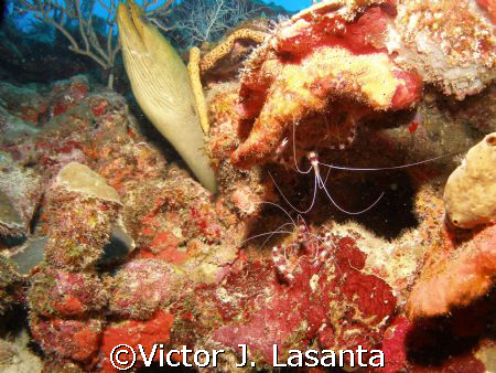  sharing the same spot at v j levels dive site in parguer... by Victor J. Lasanta 