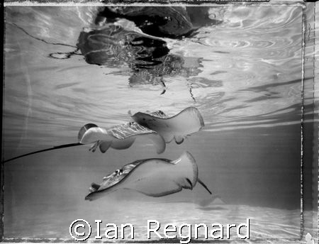 balade, Polaroid Film, 4x5 underwater camera, Moorea 2007. by Ian Regnard 