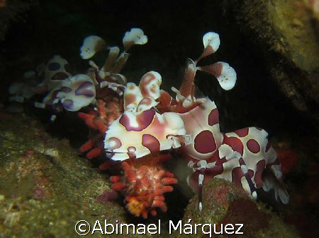 My first Harlequin, Punto Argentina, North Pacific, Costa... by Abimael Márquez 