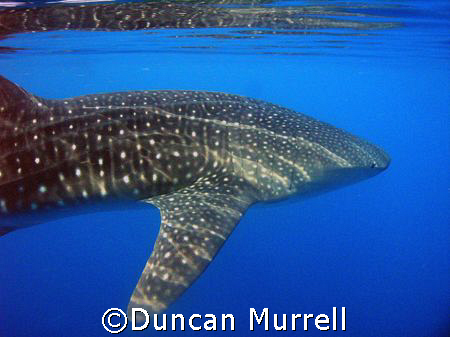 Whale shark, Puerto Princesa Bay, Palawan, the Philippines by Duncan Murrell 