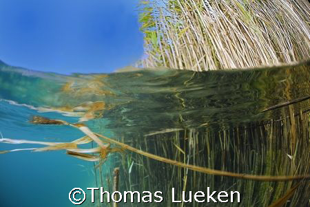 reed on a sunny day  by Thomas Lueken 