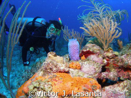  nice view of limary in the steps dive site at parguera w... by Victor J. Lasanta 