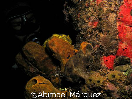Two Frogfishes and Juan, Crash Boat Piers, Aguadilla, Pue... by Abimael Márquez 