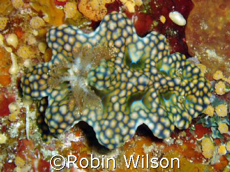 Netted Ceratosoma;taken with an Olympus stylus 400 @ Stev... by Robin Wilson 