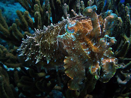 Cuttle Fish; Bali (Olympus C70, f/4.0, 1/500)  by Henry Jager 