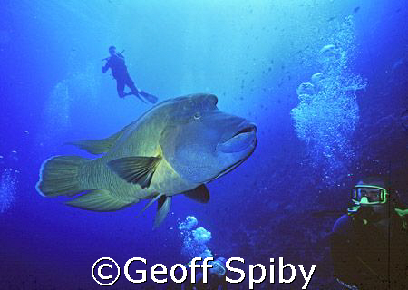 a huge friendly Napoleon wrasse by Geoff Spiby 