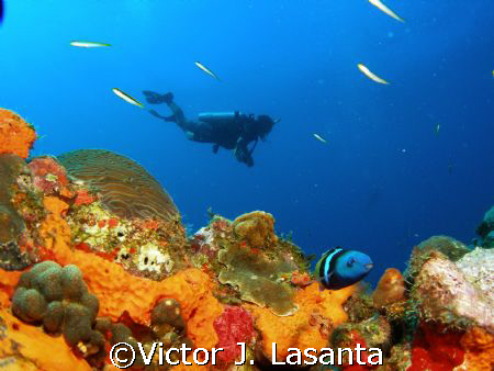 last dive of 2007 in super bowl dive site in parguera area!! by Victor J. Lasanta 
