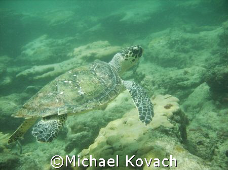 Hawksbill turtle encountered on inside reef at Lauderdale... by Michael Kovach 