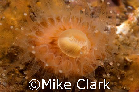 Orange Devonshire Cup Coral. Nikon D70 with 60mm lens
2x... by Mike Clark 