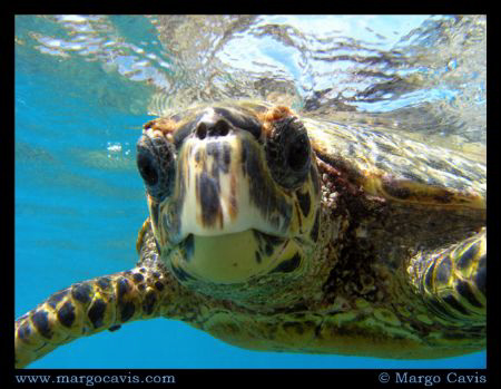 Juvenile Hawksbill Turtle - Photo taken near Coco Island ... by Margo Cavis 