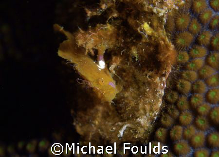 Juvenile Frogfish; barely saw it; D200 GC; jack mckenny's... by Michael Foulds 