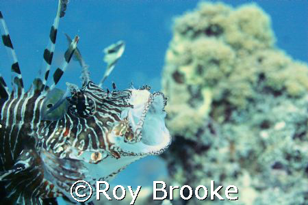 Lionfish with broken "ear"- one of those strange moments ... by Roy Brooke 