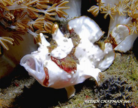 Frogfish. White phase. Nikon D200. Manado, Indonesia. 2007 by Leigh Chapman 