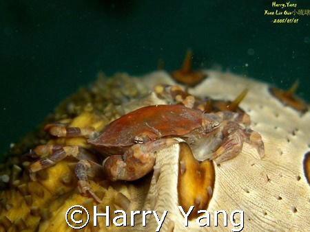 Cucumber Harlequin Crab By xiao Liu Qiu,TAIWAN.
CASIO EX... by Harry Yang 