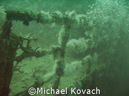 growth on the Ebenezer II off of Fort Lauderdale by Michael Kovach 