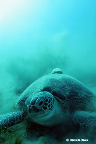 Green Turtle with a Resting Remora on it's back taken in ... by Maria Munn 