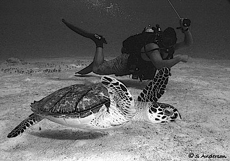 This image of a turtle was taken in Cozumel 2006, in the ... by Steven Anderson 