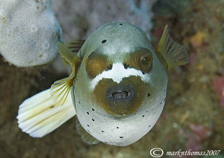 Black-spotted Puffer.
Aba Point, N. Sulawesi.
60mm. by Mark Thomas 