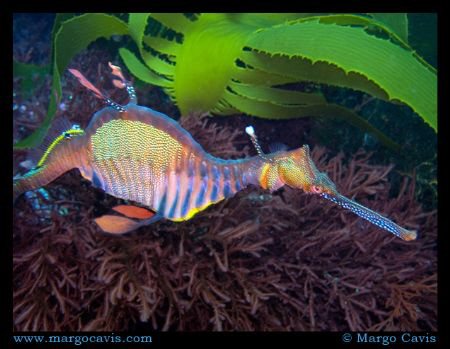 Sea Dragon in the kelp - found this one while diving in t... by Margo Cavis 