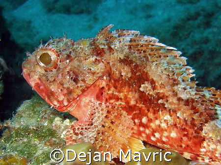Small red scorpionfish = Scorpaena notata.
Olympus SP-350 by Dejan Mavric 