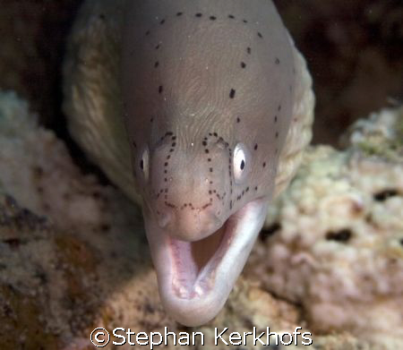 Grey moray (Gymnothorax griseus) at Middle Garden, Sharm ... by Stephan Kerkhofs 