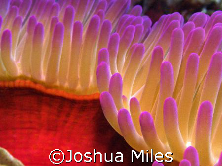 Anemone. Great Barrier Reef. No colour edit by Joshua Miles 