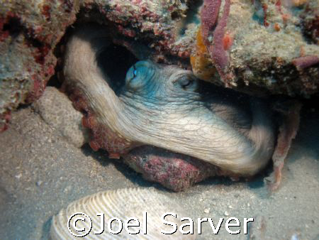 Octopus
Riviera Beach, FL by Joel Sarver 