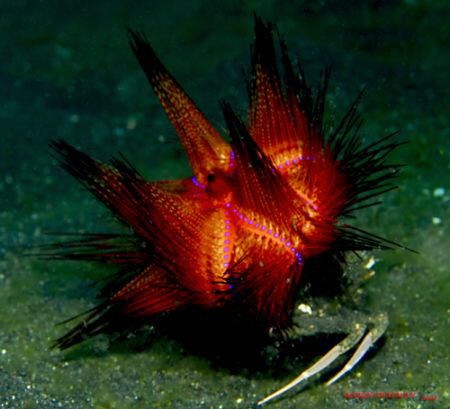 Crab transporting a fire urchin on its back. U/W version ... by Leigh Chapman 
