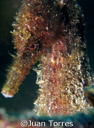 Picture of a Seahorse on my 2008 first dive.  My camera f... by Juan Torres 