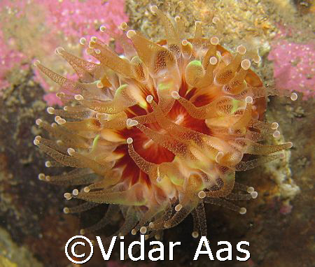 Devonshire cup coral by Vidar Aas 