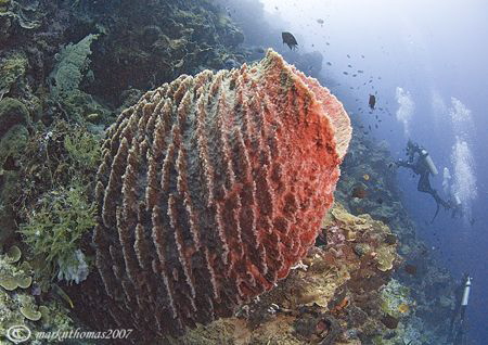 Sponge.
Drift dive on Bunaken, N. Sulawesi.
10.5mm. by Mark Thomas 