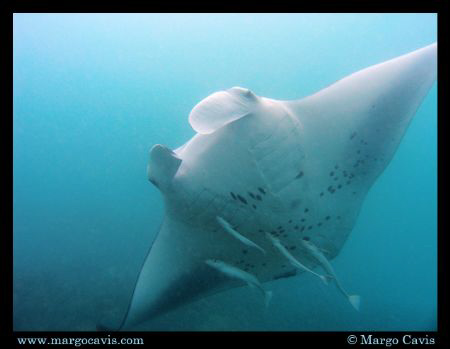 Manta Ray in the Seychelles - island of Mahe by Margo Cavis 