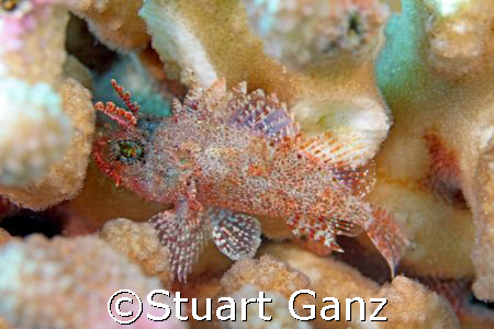 Dwaft scorpionfish - Taken with 20D F4 1/60. by Stuart Ganz 