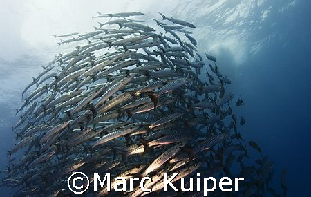 barracudabowl at sipadan by Marc Kuiper 
