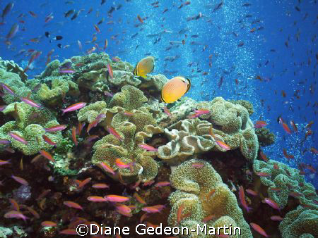 Red fin butterlfies on top of pinnacle at Half Pipe dive ... by Diane Gedeon-Martin 