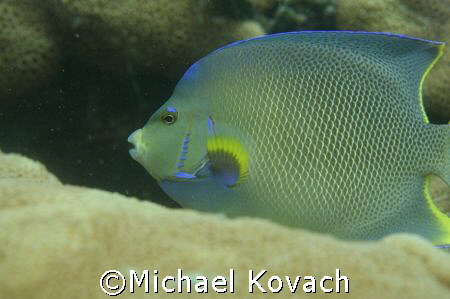 Queen Angel Fish on the inside reef at Lauderdale by the Sea by Michael Kovach 