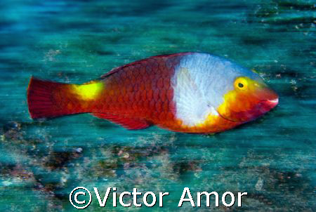 Parrot fish by Victor Amor 