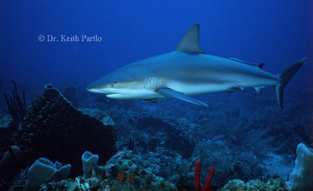 Roatan reef shark by Keith Partlo 