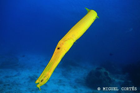 Yellow trumpet fish by Miguel Cortés 