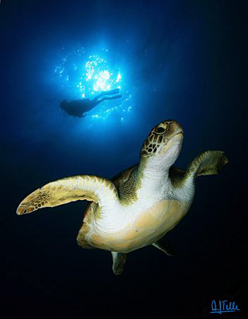 Green turtle with diver. Picture taken in the south of Te... by Arthur Telle Thiemann 