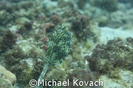 Scrawled Cowfish on the inside reef at Lauderdale by the Sea by Michael Kovach 