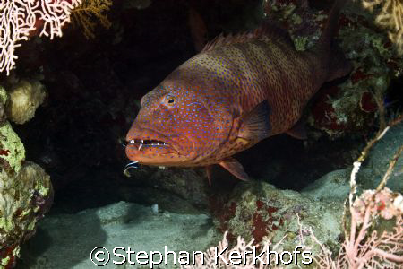 Red sea coral grouper (Plectropomus pessuliferus) was pos... by Stephan Kerkhofs 